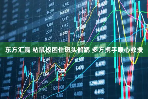 东方汇赢 粘鼠板困住斑头鸺鹠 多方携手暖心救援